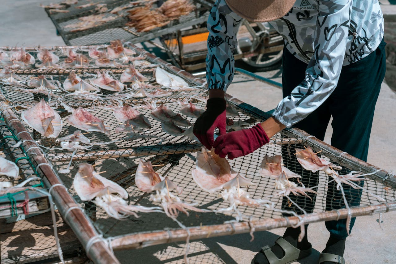 A worker tends to squid drying in the sun on outdoor racks, symbolizing traditional seafood processing.